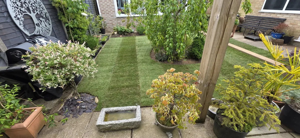 New lawn laid in a planted Norfolk garden